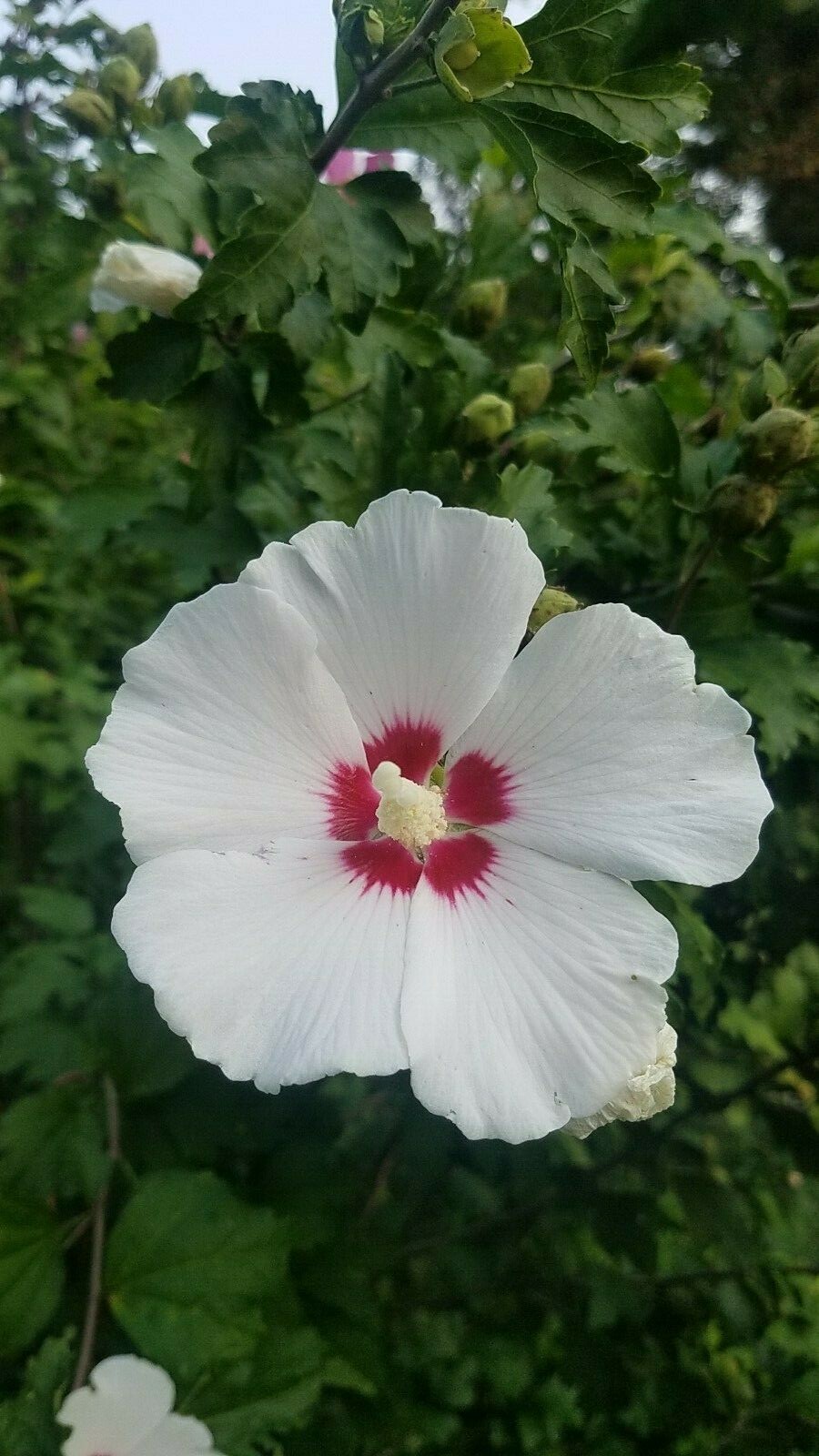 HIBISCUS ROSE OF SHARON. TWO LIVE 32\