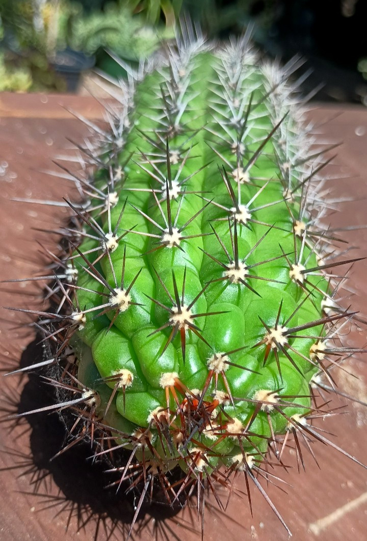 Echinopsis Thelegonus Friedrich, 7 Echinopsis Thelegonus Friedrich, 7