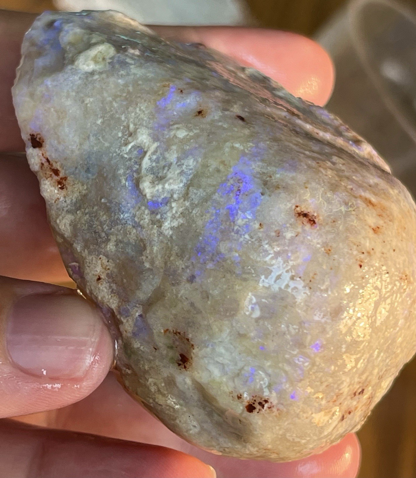 MUSEUM SIZE Opal Clam Fossil 712ct Coober Pedy Australian Opals Rare Shell Gem MUSEUM SIZE Opal Clam Fossil 712ct Coober Pedy Australian Opals Rare Shell Gem
