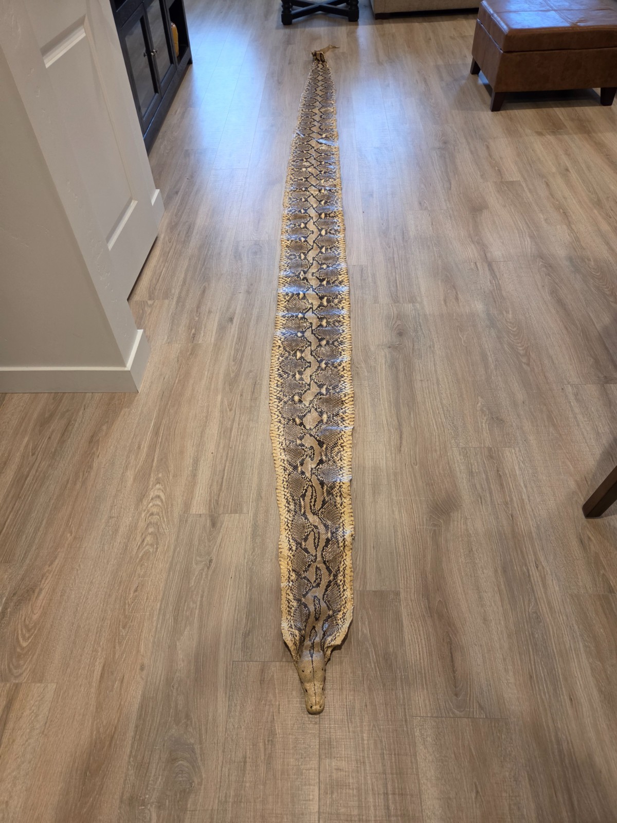 Python Snake Skin from Thailand, 1984, rare, leather hide 14 ft. & 9 in. length Python Snake Skin from Thailand, 1984, rare, leather hide 14 ft. & 9 in. length