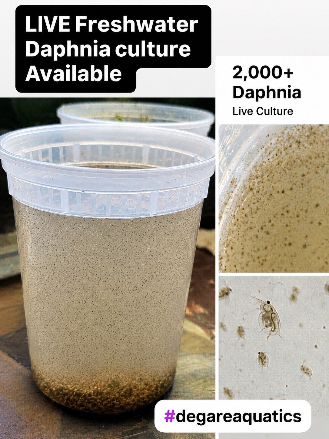 2000+ Live Daphnia Moina Culture | Fresh Live Fish Food| Ships Same Business Day