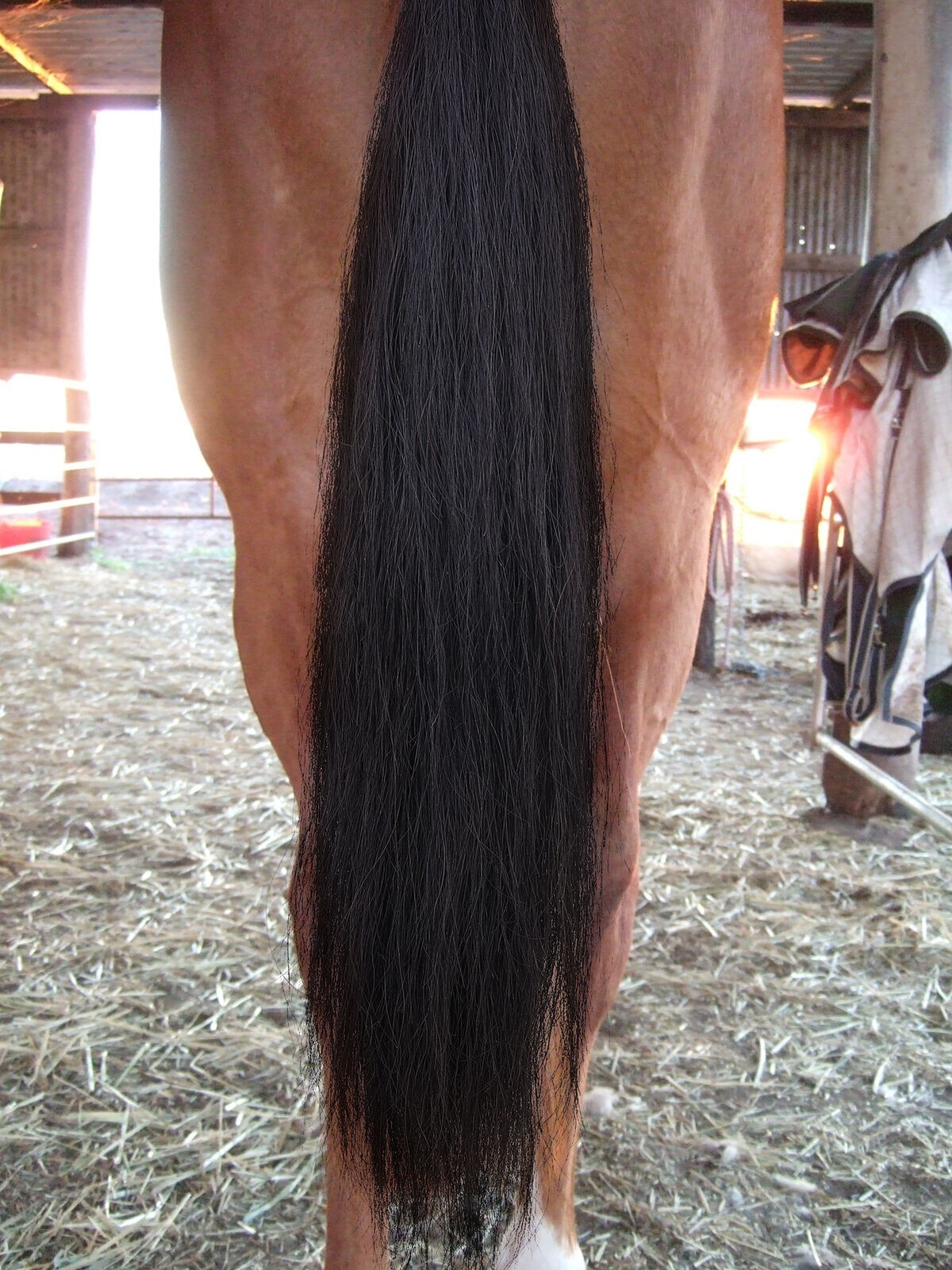 DOUBLE BLACK Horse False Tail Genuine OZ 90CM 35“ False Tail 360g EXTENDED AUST