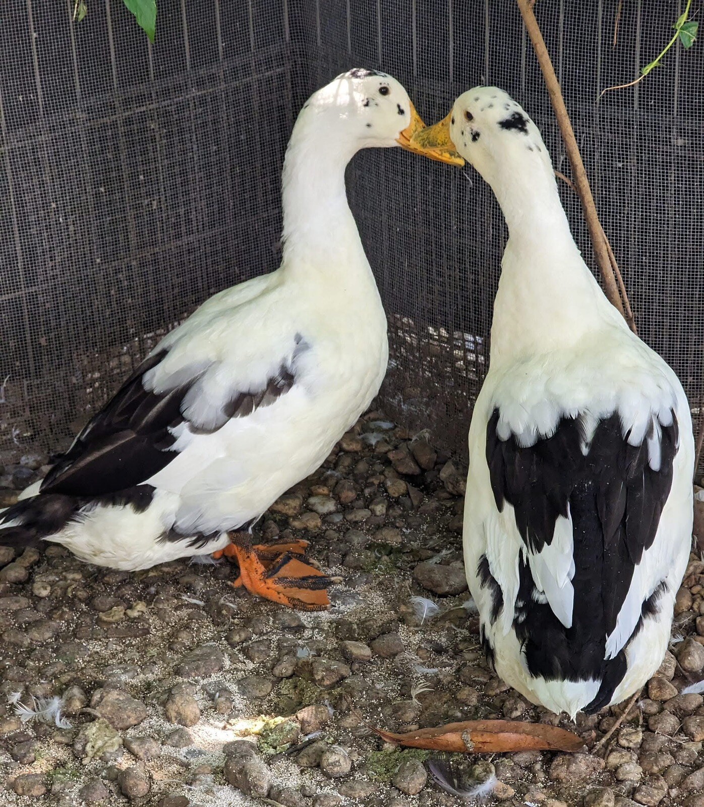 12+ Assorted Duck Fertile Hatching Eggs - Cayuga, Blue Sweddish, Acona, Magpie