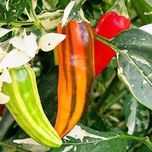 Fish Pepper Seeds | Heirloom / Non-GMO | | Seed Store | 1286 Fish Pepper Seeds | Heirloom / Non-GMO | | Seed Store | 1286