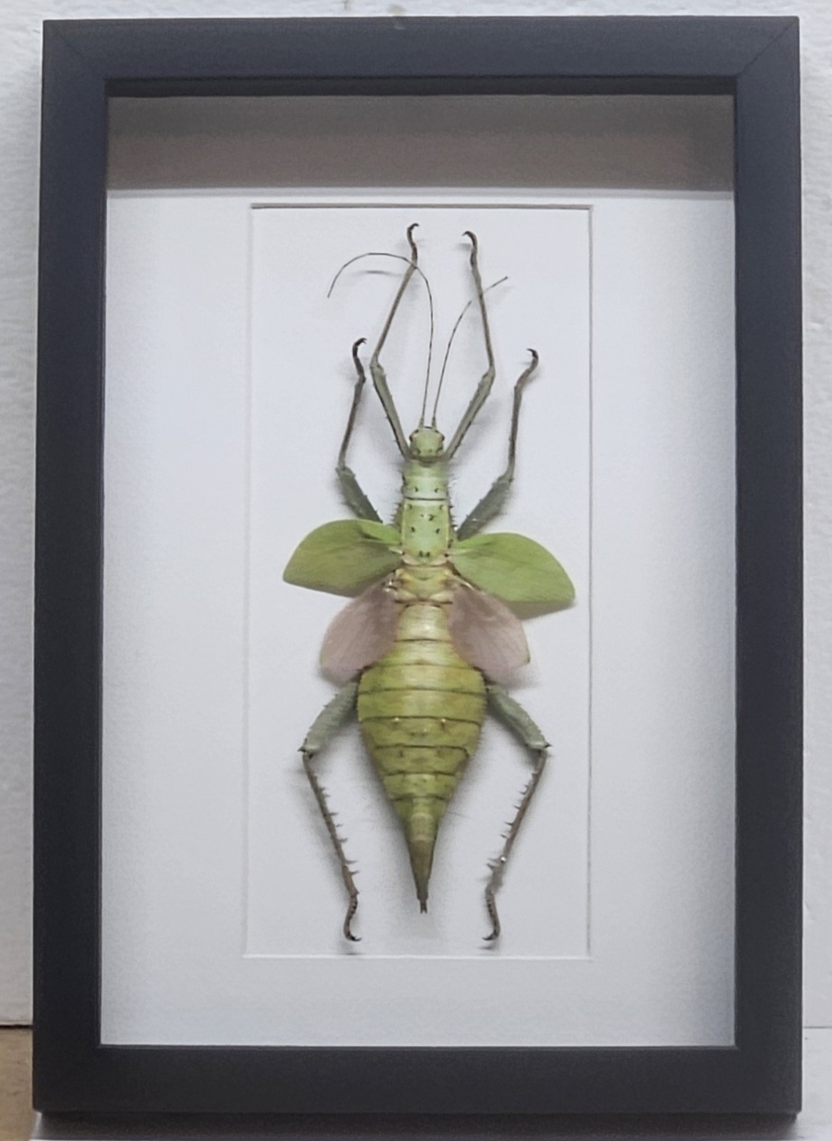 Real Framed Giant Malaysian Jungle Nymph Real Framed Giant Malaysian Jungle Nymph