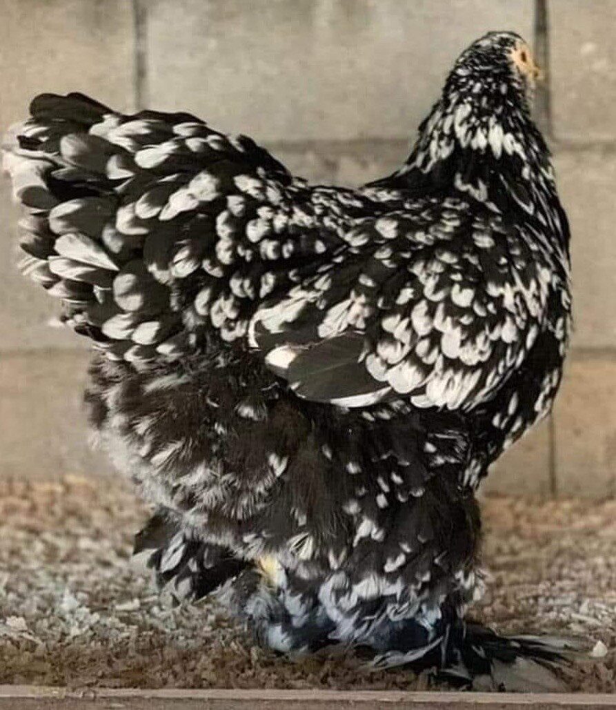 12+ Rare Breed Chicken Fertile Hatching Eggs Orpington, Cochin, Sweddish Flower
