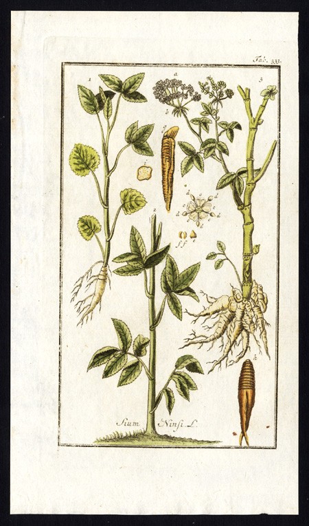 Antique Flora Print-SIUM NINSI-SISARUM-SKIRRET-CRUMMOCK-Zorn-1796