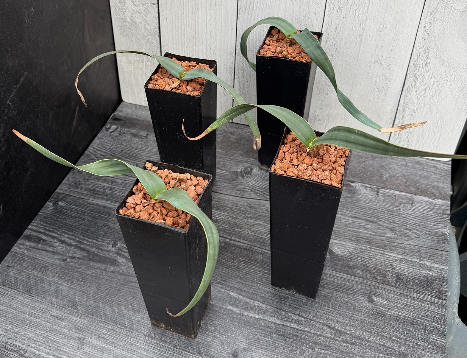 Welwitschia mirabilis (larger size)