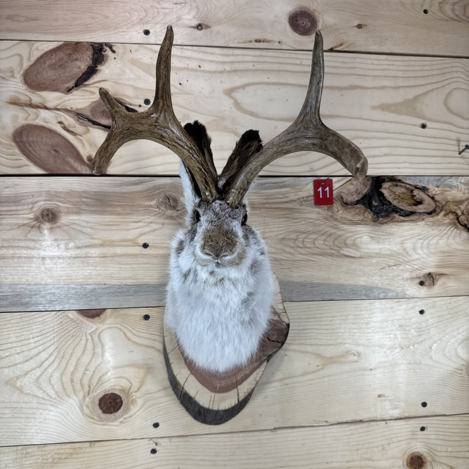 ❤️Authentic Jackalope Taxidermy Mount – Original Wyoming Folk Art – Lodge Decor