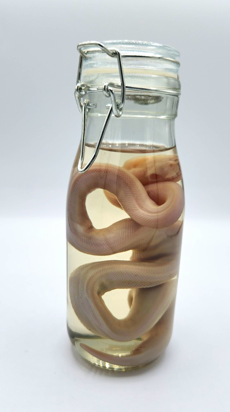 Preserved Snake Wet Specimen In Glass Jar - Albino Ball Python Preserved Snake Wet Specimen In Glass Jar - Albino Ball Python