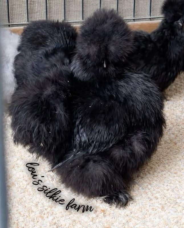 One Dozen (12) Black Silkie Hatching Eggs• Regular Silkie Feather • UPS 3 Day