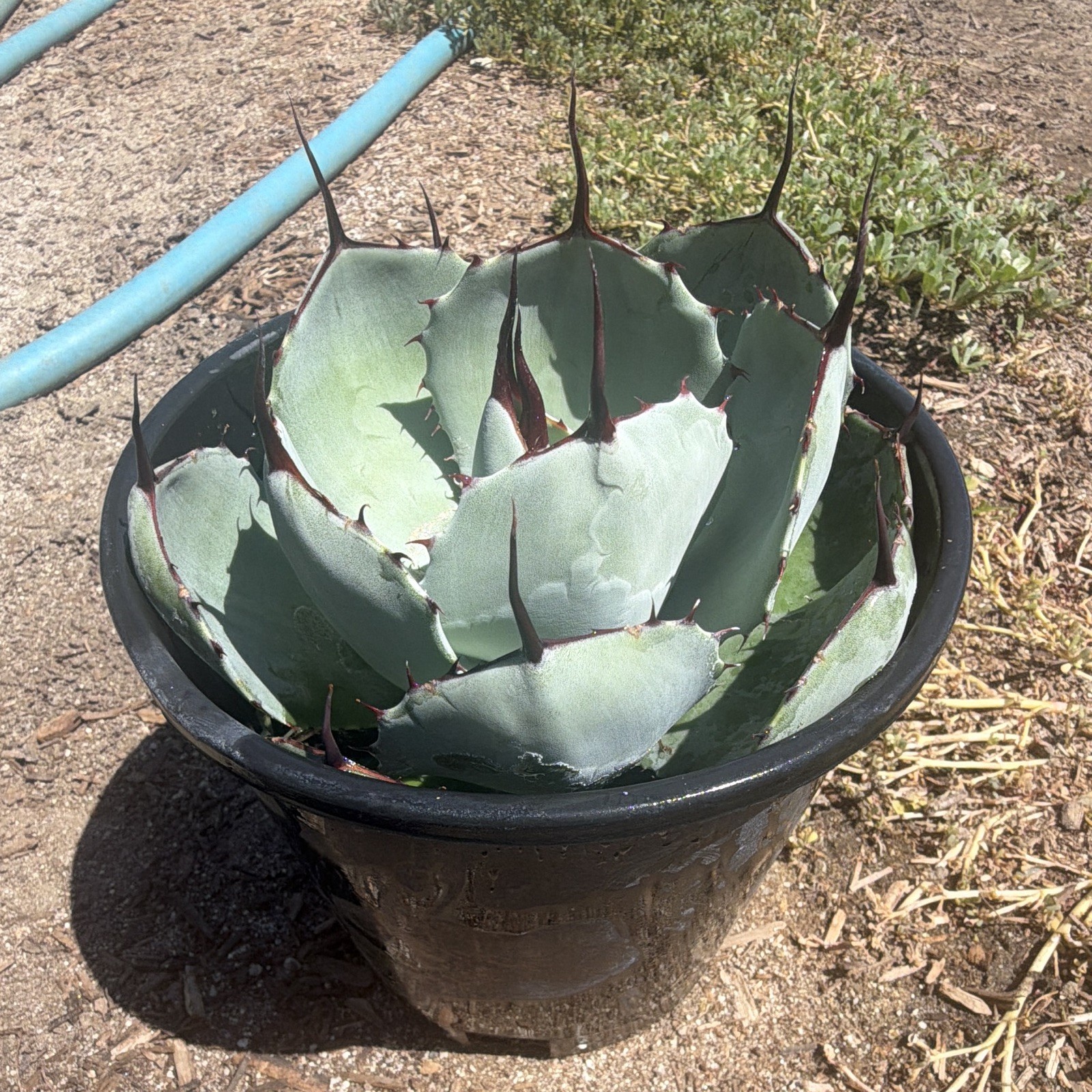 Live Potted 6” agave truncata succulent rare Pot, Green/Gray, Full Sun
