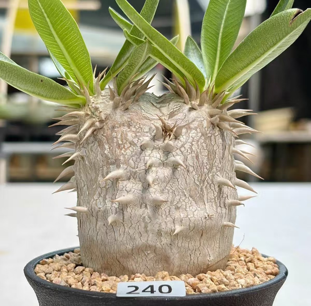 1pc Pot 9cm RareSucculent Plant Pachypodium eburneum OwnRoot WYSIWYG Boutique 1pc Pot 9cm RareSucculent Plant Pachypodium eburneum OwnRoot WYSIWYG Boutique