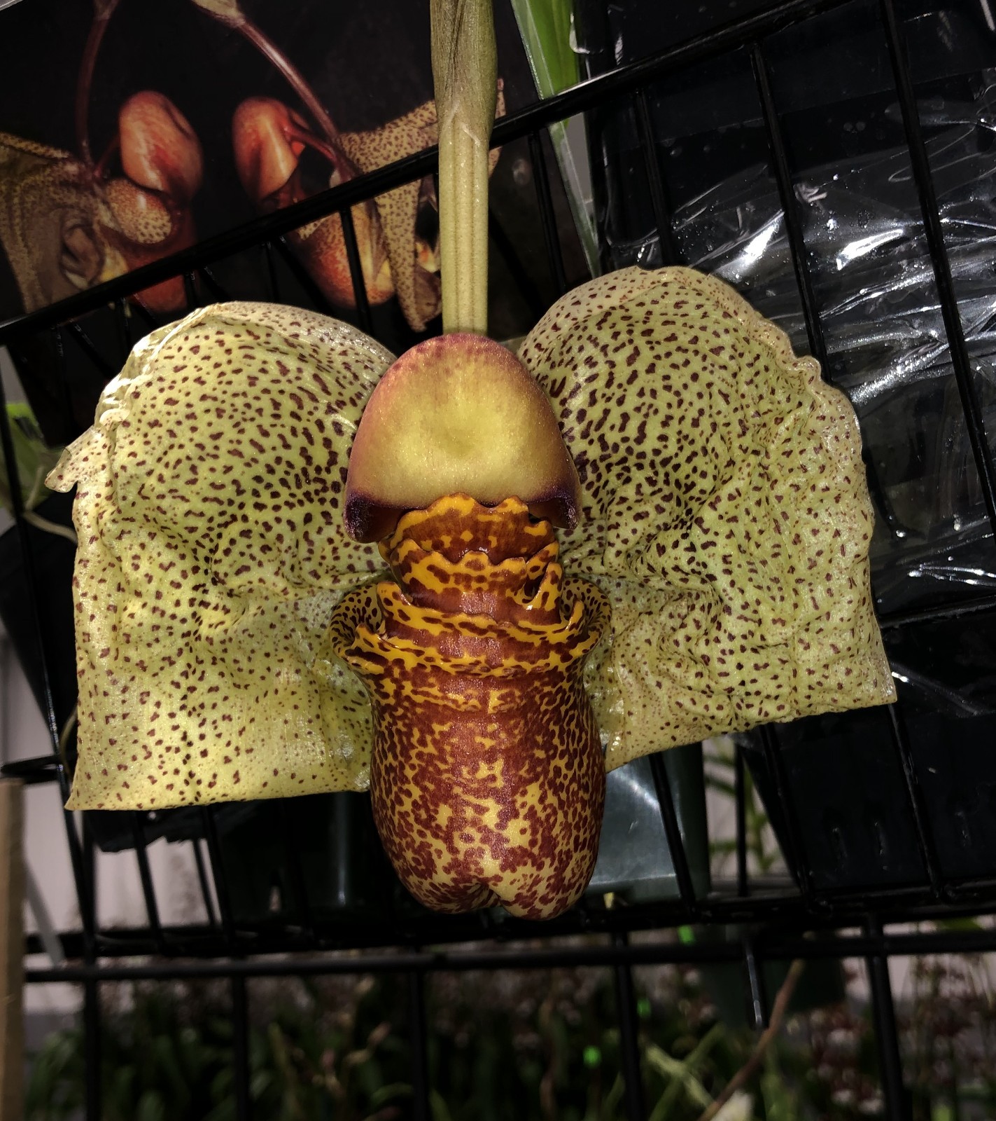 BIZARRE BEAUTY COLLECTOR ORCHID SPECIES Coryanthes macrantha BS