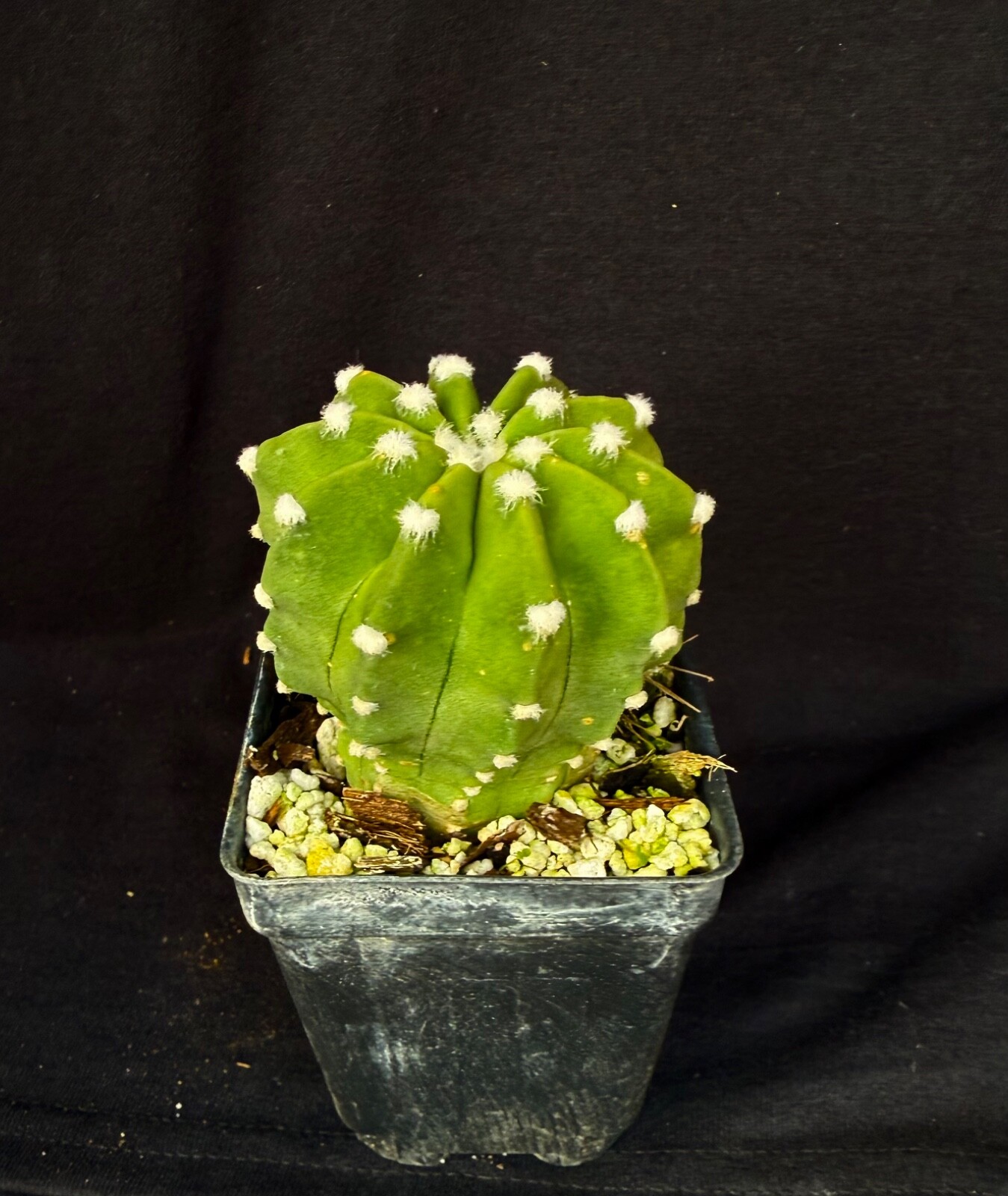 Echinopsis subdenudatum cv. Fuzzy Naval, cactus plant Echinopsis subdenudatum cv. Fuzzy Naval, cactus plant