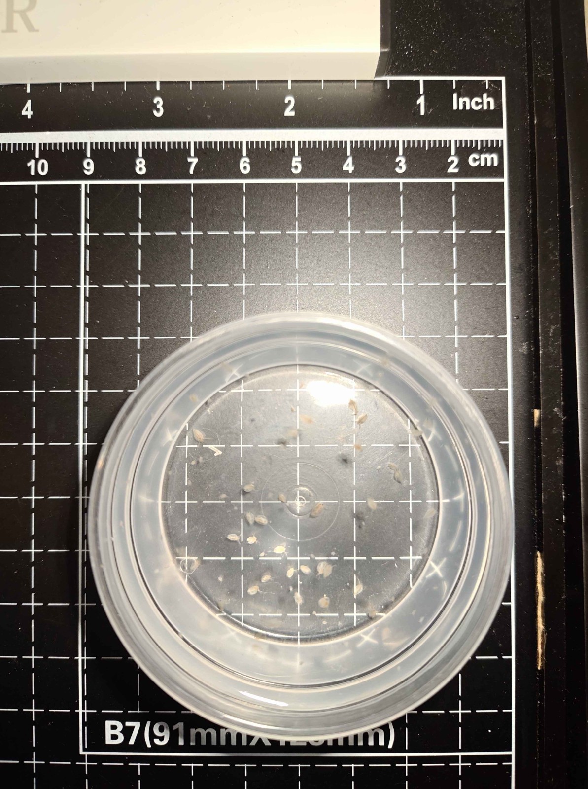 Live Daphnia Magna/Water Fleas | Live Fish Food (3–4 mm)