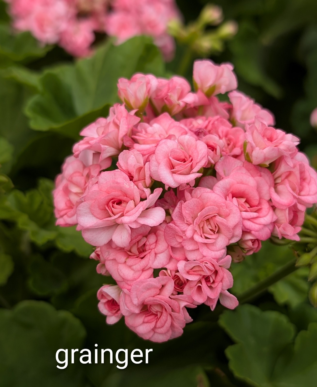 Rosebud Geranium - Antique Grainger- LIVE ROOTED PLANTS Rosebud Geranium - Antique Grainger- LIVE ROOTED PLANTS
