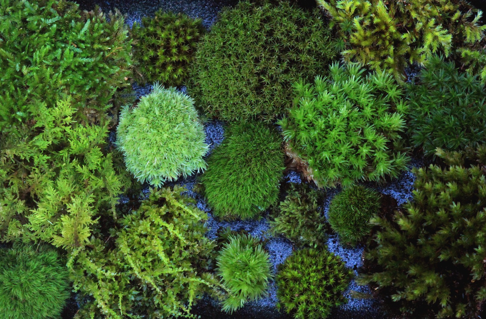 Live Moss 6x8