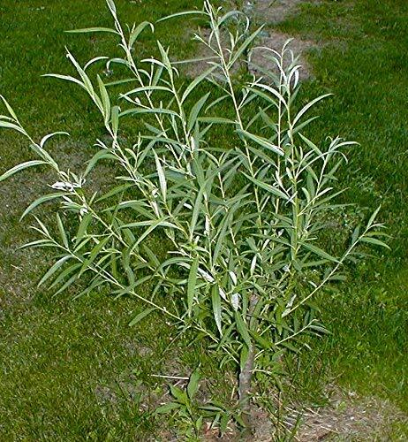 25 Jumbo Hybrid Willow Tree Cuttings - Much Thicker Root Stock - Approx 10 inche 25 Jumbo Hybrid Willow Tree Cuttings - Much Thicker Root Stock - Approx 10 inche