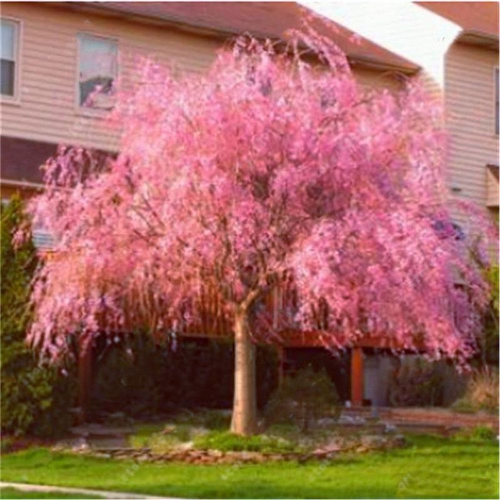 20 JAPANESE WEEPING CHERRY TREE SEEDS for garden flower blossom USA SELLER USPS