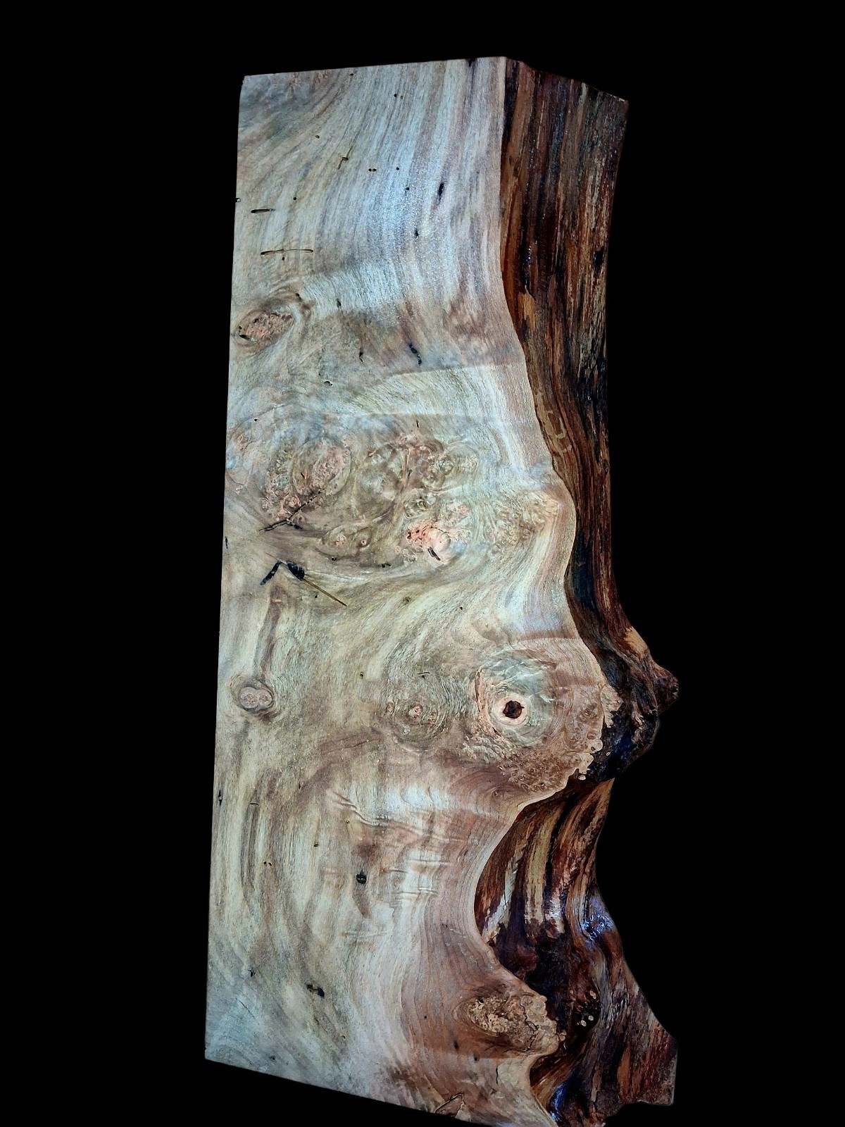XL MIND BLOWING CURLY Birdseye MAPLE Burl wood Slab, EPOXY Wood, Figured Maple