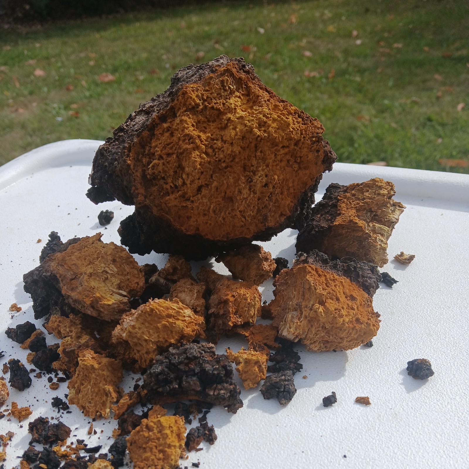 Northern Minnesota, ethically harvested CHAGA chunks, 1 pound Northern Minnesota, ethically harvested CHAGA chunks, 1 pound