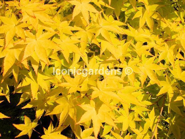 Rare Japanese maple cultivar 10yr 'Summer Gold'