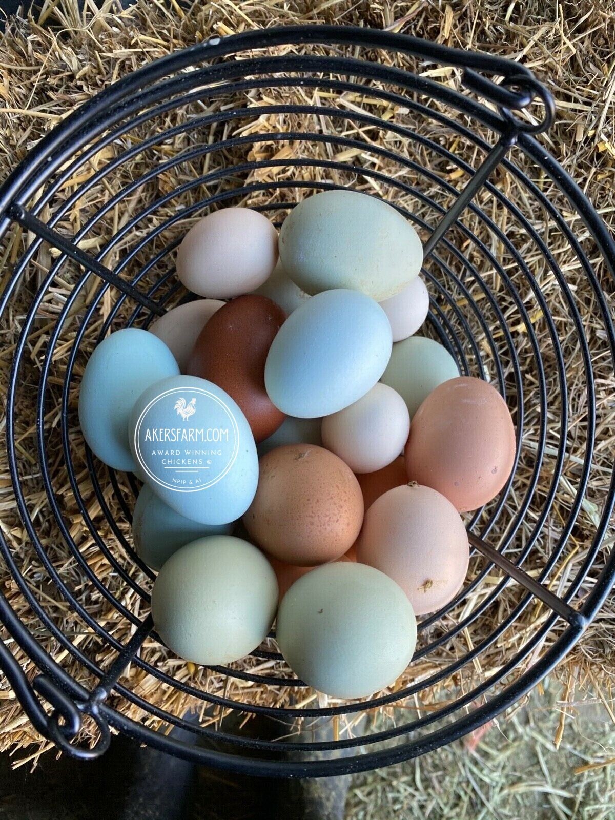 6+ Colorful Layer Rare Breeds Mixed Chicken Hatching eggs NPIP AI