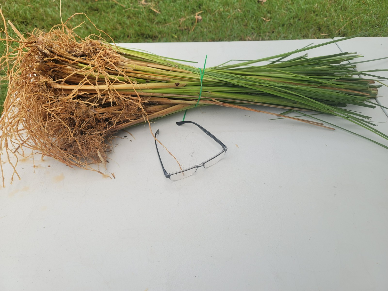 Vetiver live plant for EROSION CONTROL 25 pcs combo Vetiver live plant for EROSION CONTROL 25 pcs combo