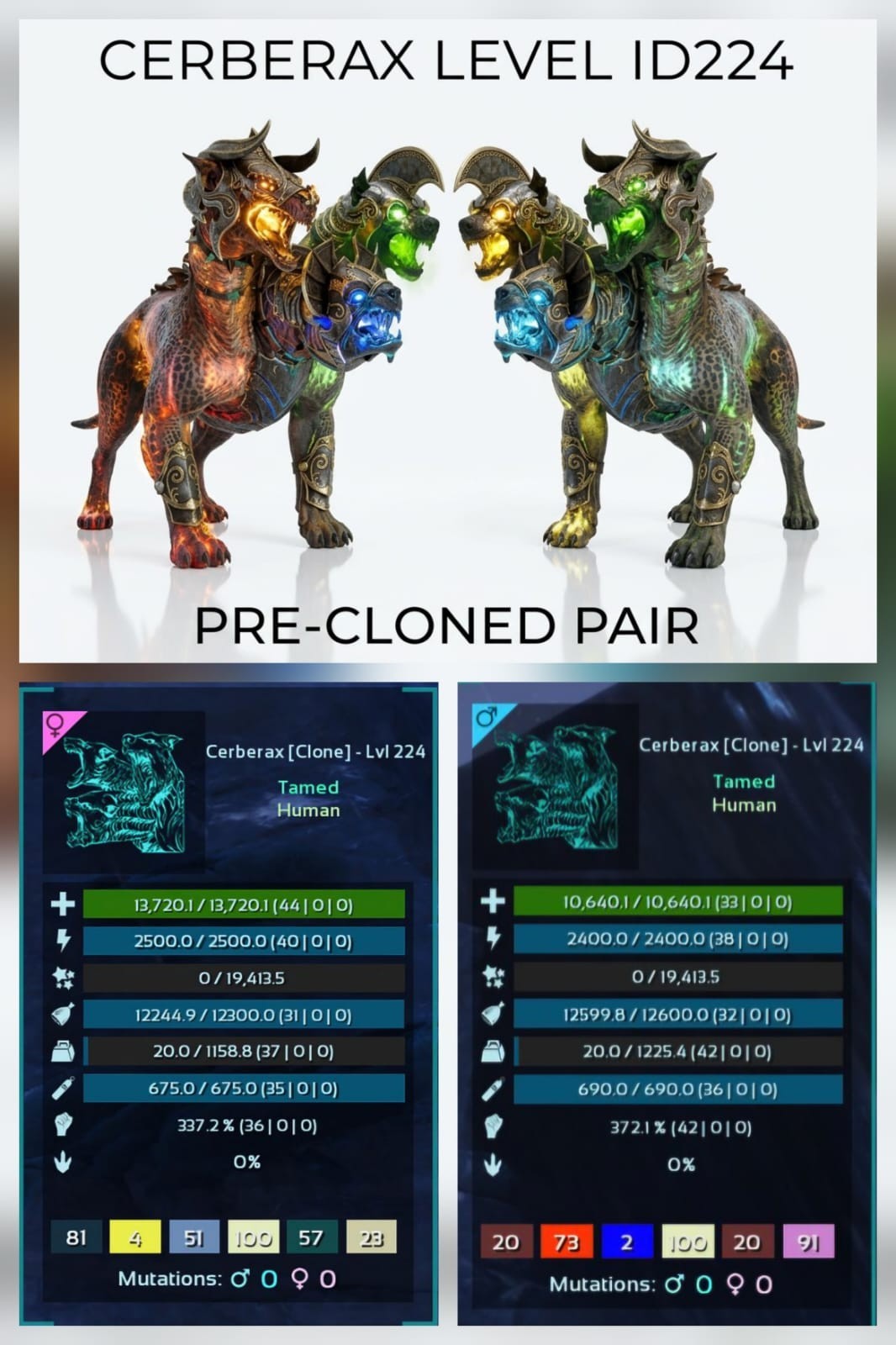 CERBERAX Pre-cloned Pair  Ark Survival Ascended PVE Official Crossplay