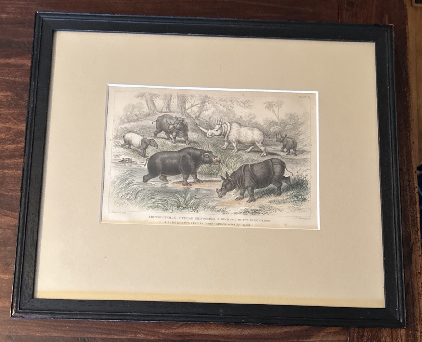 1868 Lord Derby Zoological Litho Print; Hippos; Rhinos; Tapir; 12”x14.5” Frame 1868 Lord Derby Zoological Litho Print; Hippos; Rhinos; Tapir; 12”x14.5” Frame
