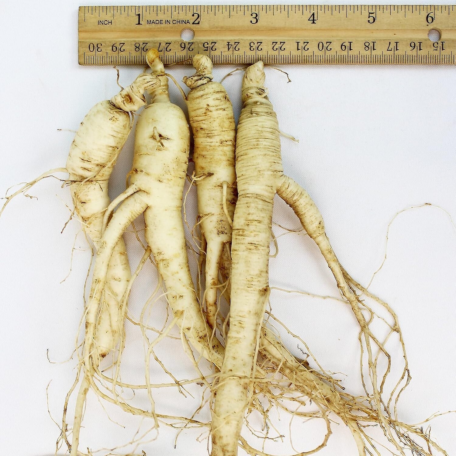 WOHO Cultivated Fresh Ginseng American Ginseng Jumbo 8oz (6-8 Roots) by WOHO WOHO Cultivated Fresh Ginseng American Ginseng Jumbo 8oz (6-8 Roots) by WOHO