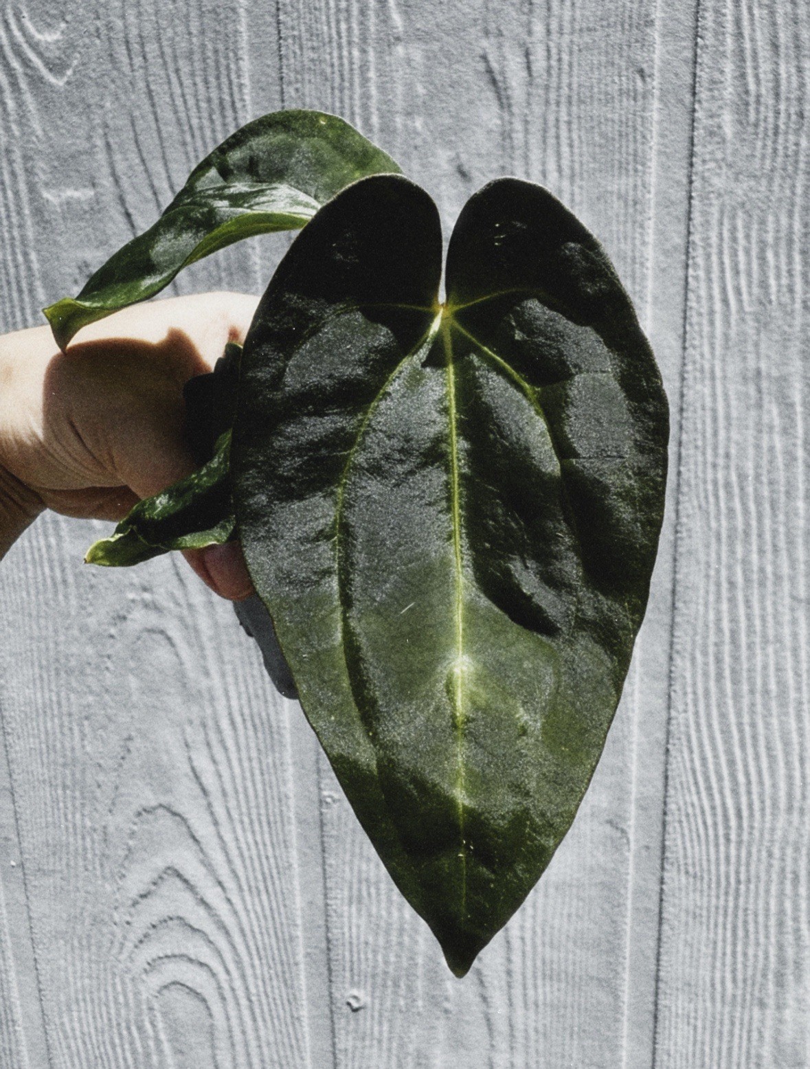 Anthurium hybrid papillanum ra x carlablackiae ra 👽 small mutation Anthurium hybrid papillanum ra x carlablackiae ra 👽 small mutation