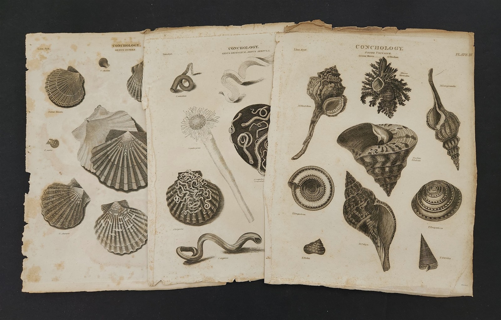 1810s antique CONCHOLOGY SEA SHELLS 3pc orig ENGRAVING rees\'s encyclopedia 