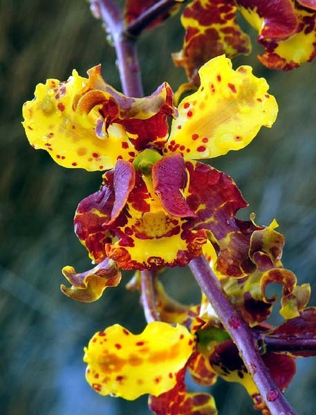FLORIDA NATIVE COWHORN ORCHID SPECIES Cyrtopodium punctatum 3