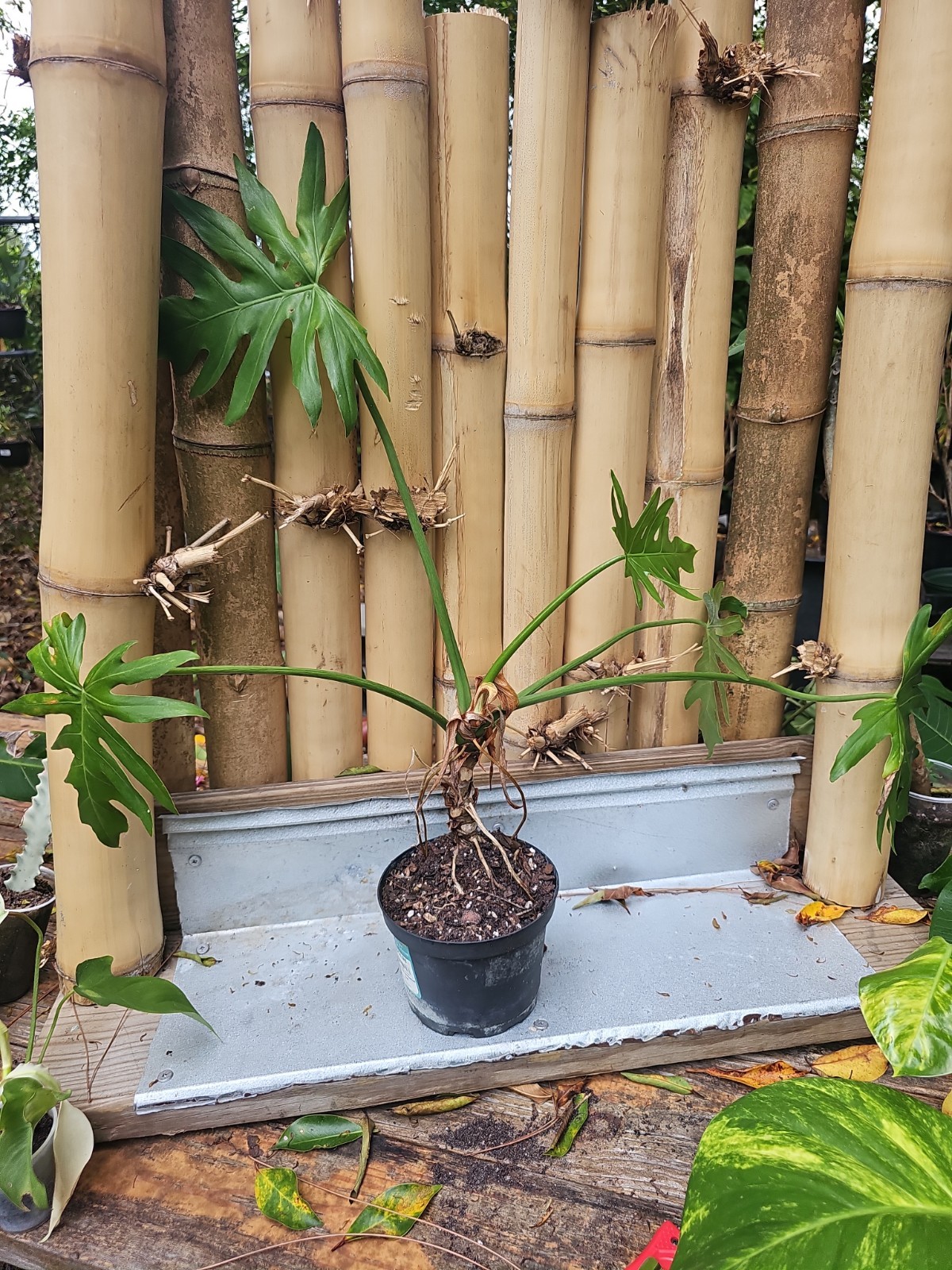 Large Philodendron Radiatum Live Plant grown in 5