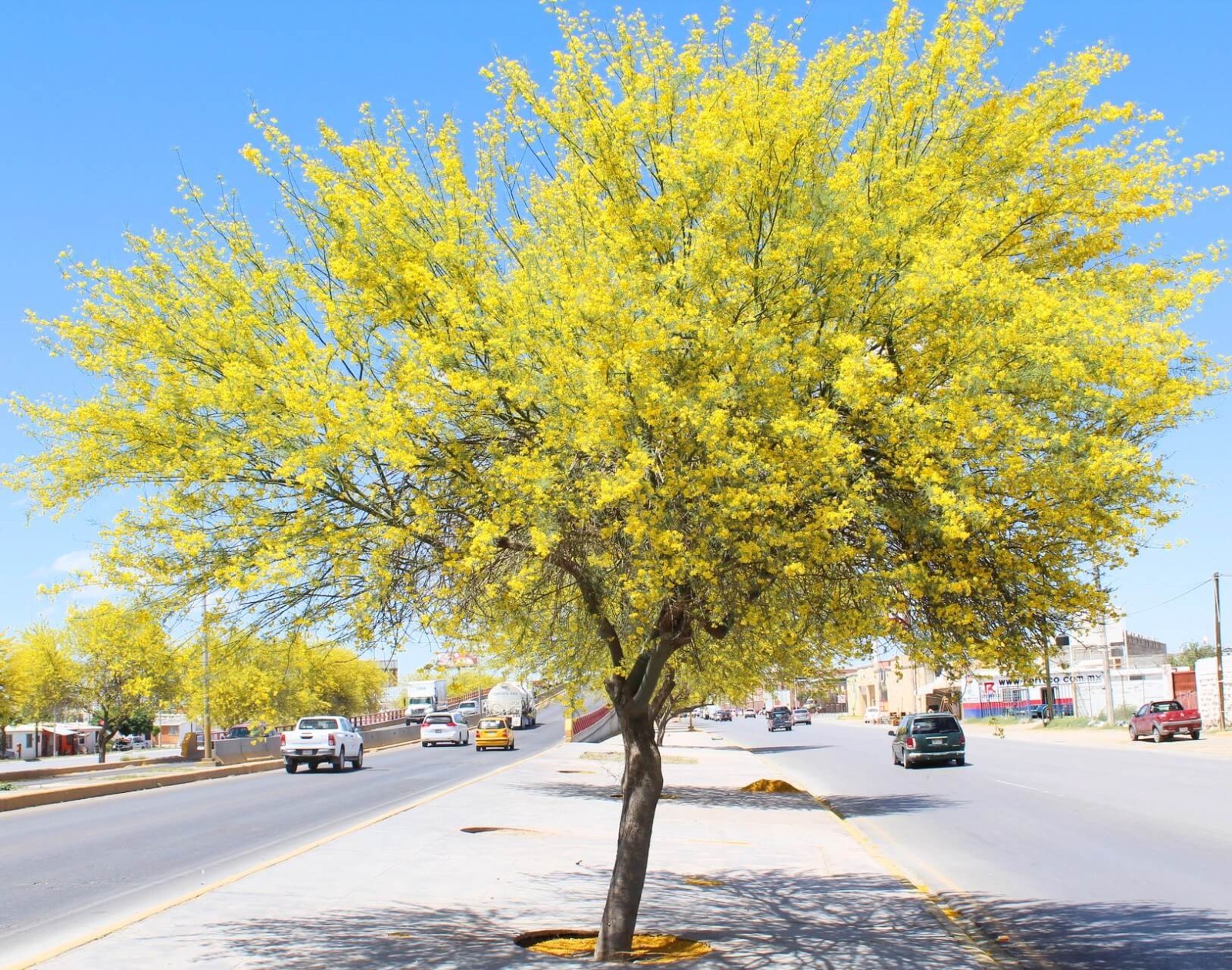 15 Parkinsonia aculeata Jerusalem Thorn Palo Verde Flowering Tree Seeds