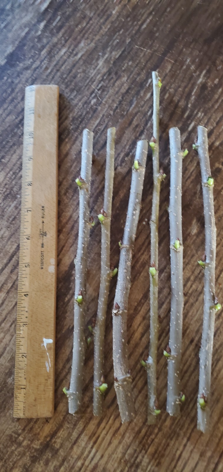THAI DWARF MULBERRY - CUTTINGS (5)