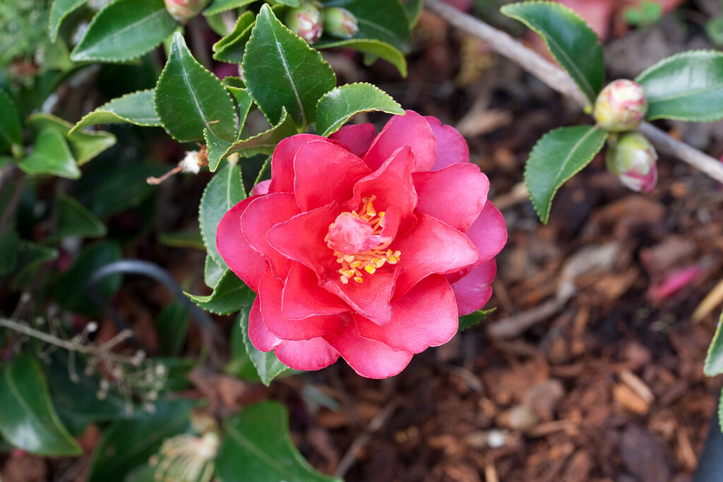 ( 1 ) - Shishi Gashira Camellia Sasanqua - Starter Plant ( 4L ) ( 1 live plant ) ( 1 ) - Shishi Gashira Camellia Sasanqua - Starter Plant ( 4L ) ( 1 live plant )