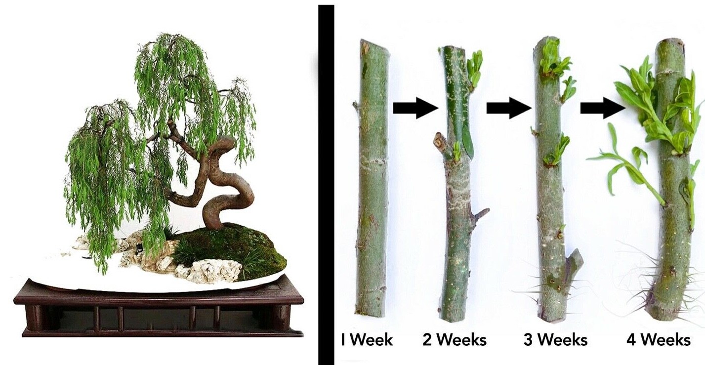 2 DRAGON BONSAI CUTTING STARTS Weeping Willow Tree Cutting Thick Trunk Dwarf 