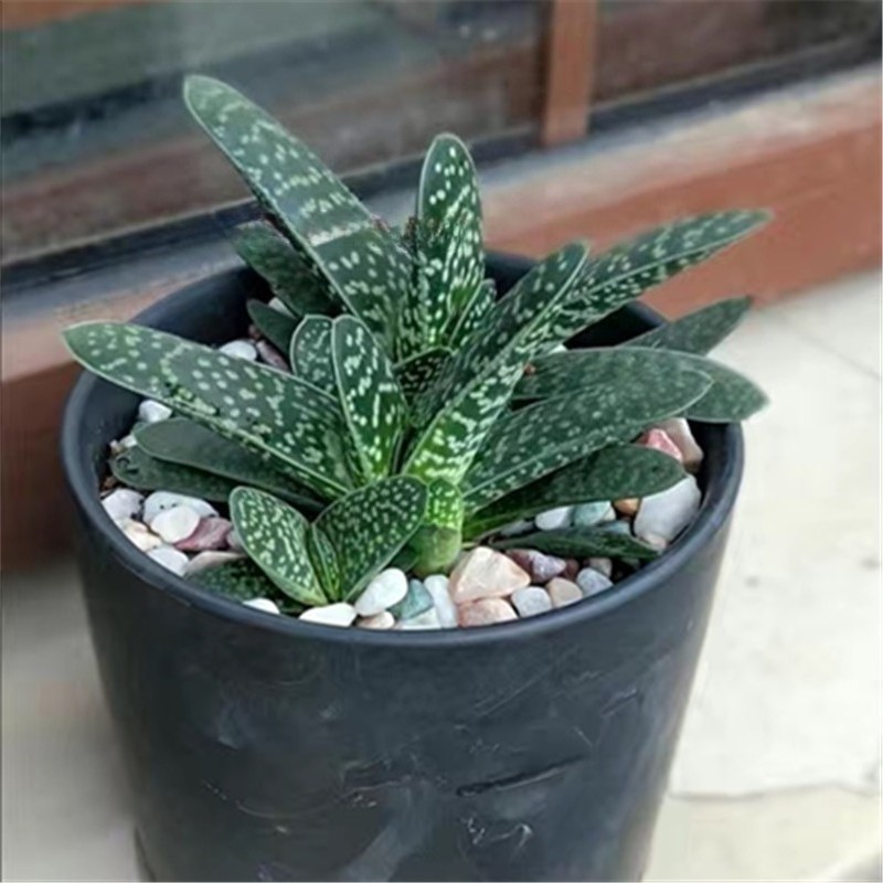 Gasteria Gracilis Gasteria Glomerata Succulent Cactus Plant Gasteria Gracilis Gasteria Glomerata Succulent Cactus Plant