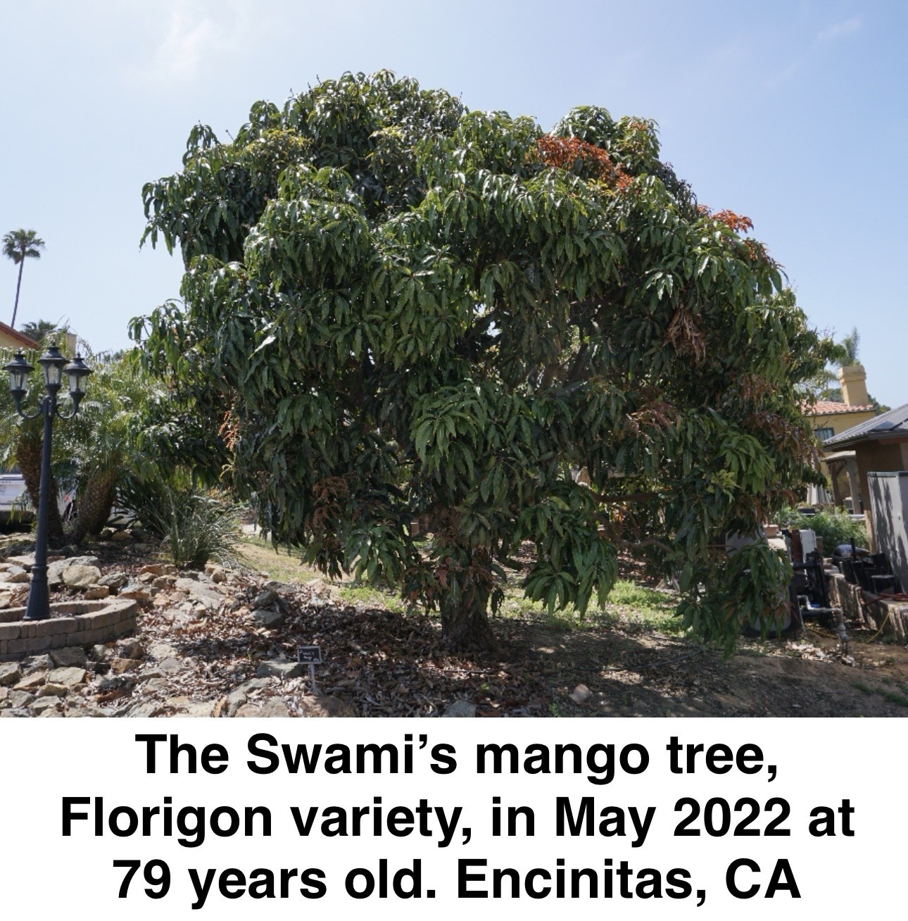 MOST SUCCESSFUL CALIFORNIA GROWN MANGO FRUIT TREE VARIETY - Polyembryonic Clone