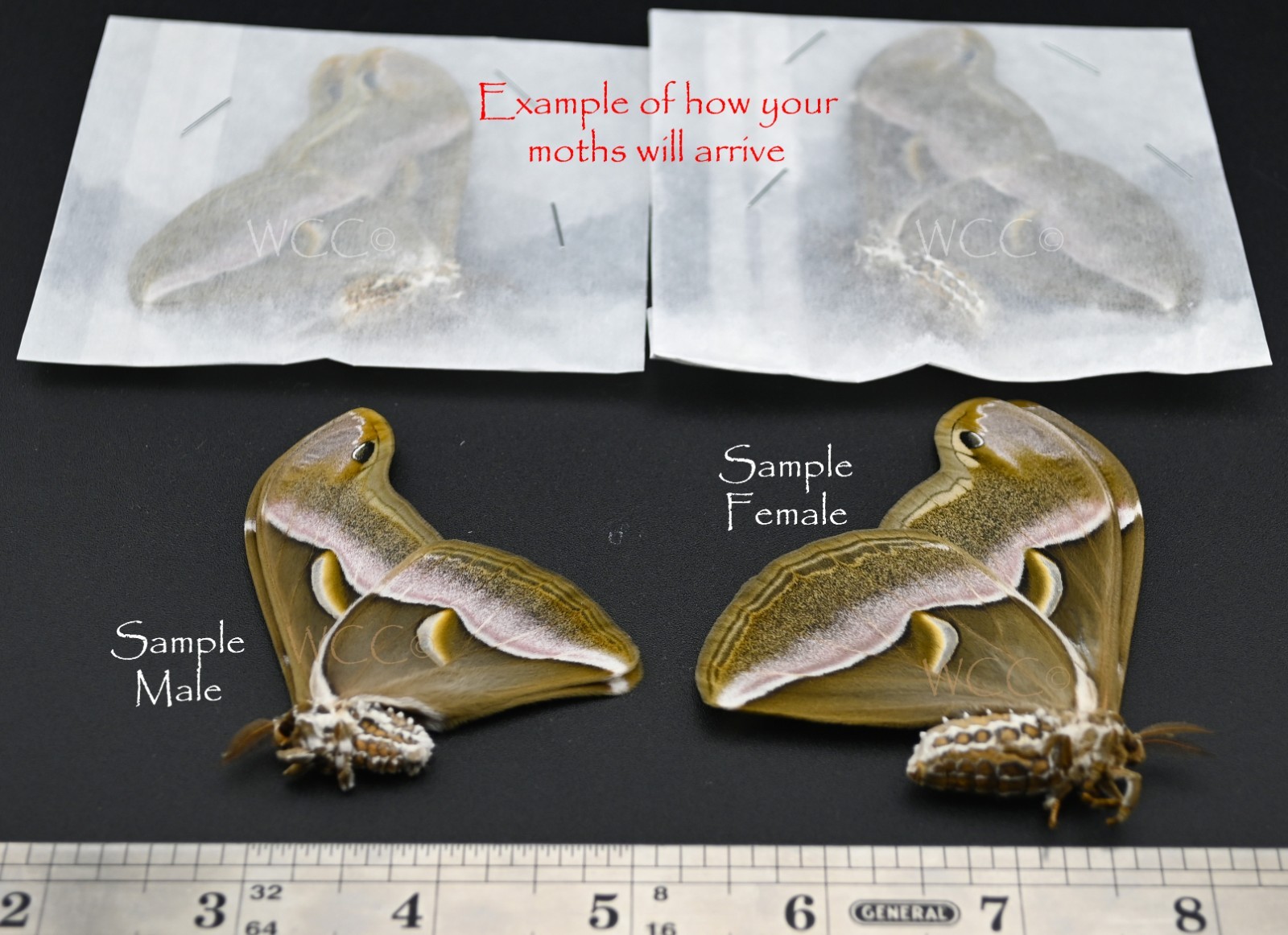 CYNTHIA MOTH PAIR MALE AND FEMALE  A+++ QUALITY   (UNMOUNTED SPECIMENS)