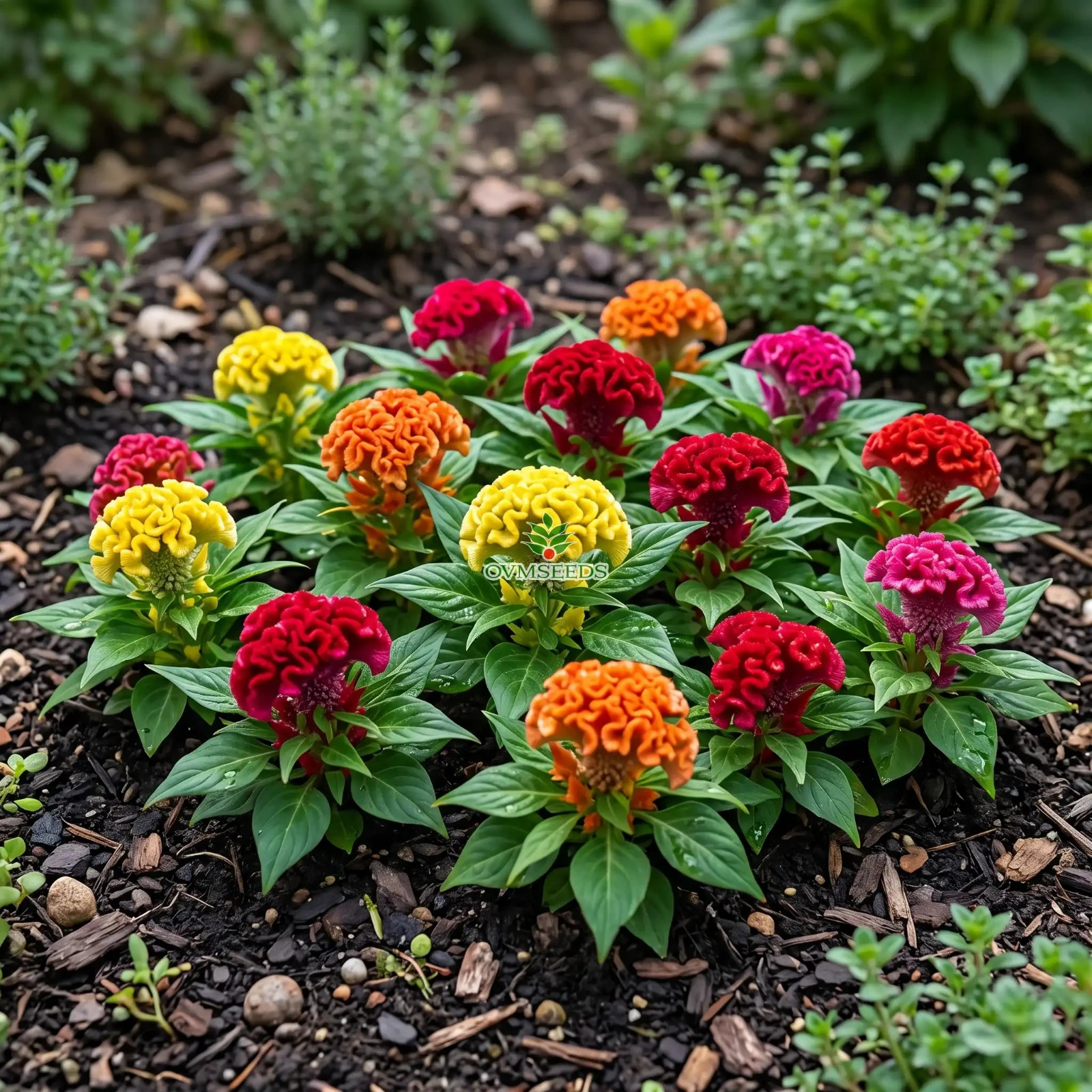 COCKSCOMB MIXED COLORS DWARF Celosia Cristata Nana Jessica - 100 Bulk Seeds