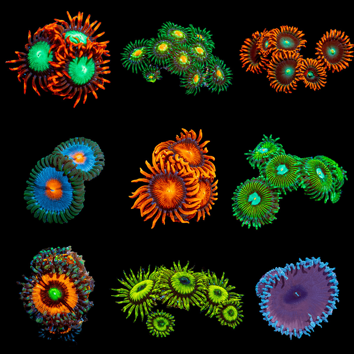 Zoanthid Coral Frag Pack Live – 5 Colorful Healthy Frags 2–5 Polyps Each