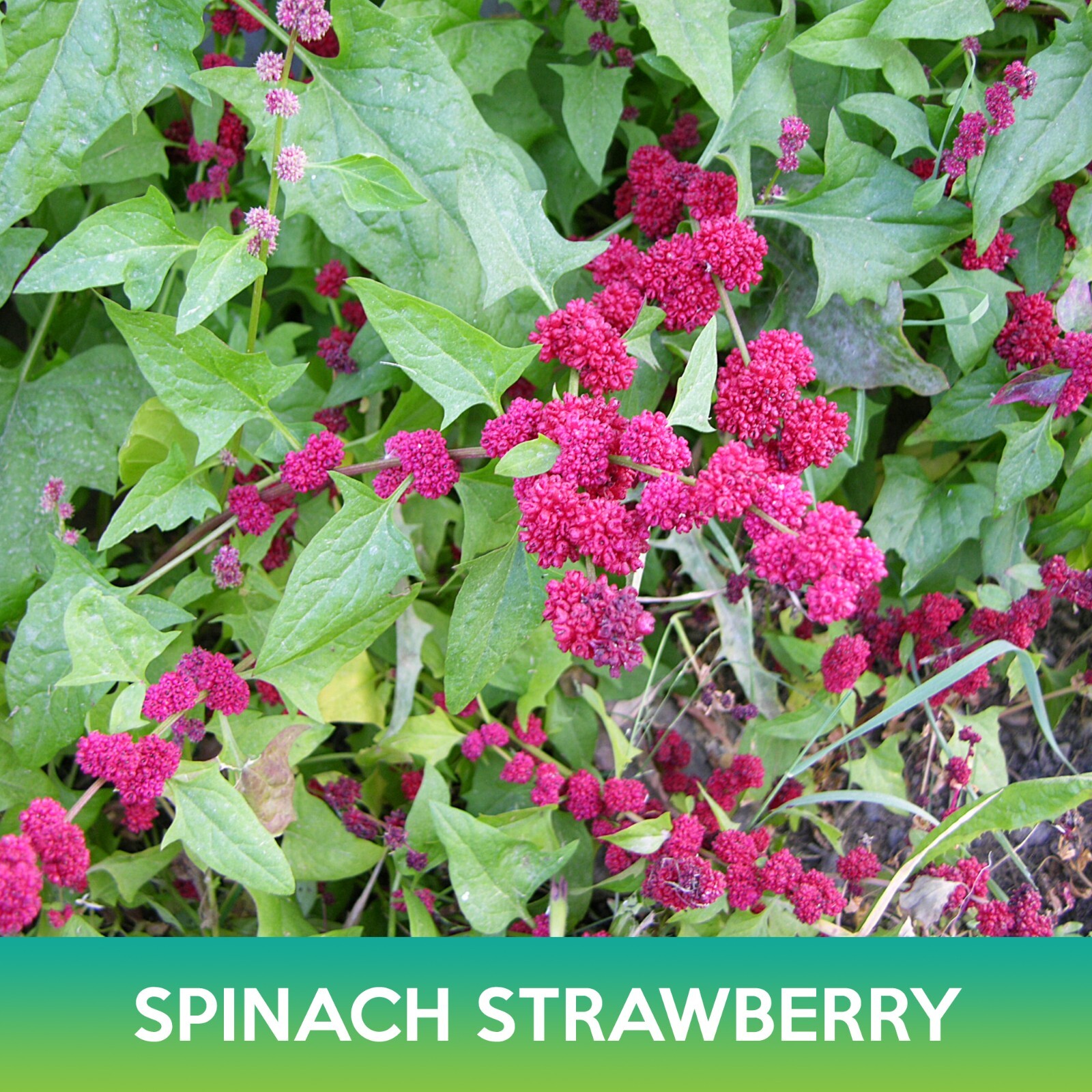 Spinach Strawberry Seeds, Chenopodium capitatum