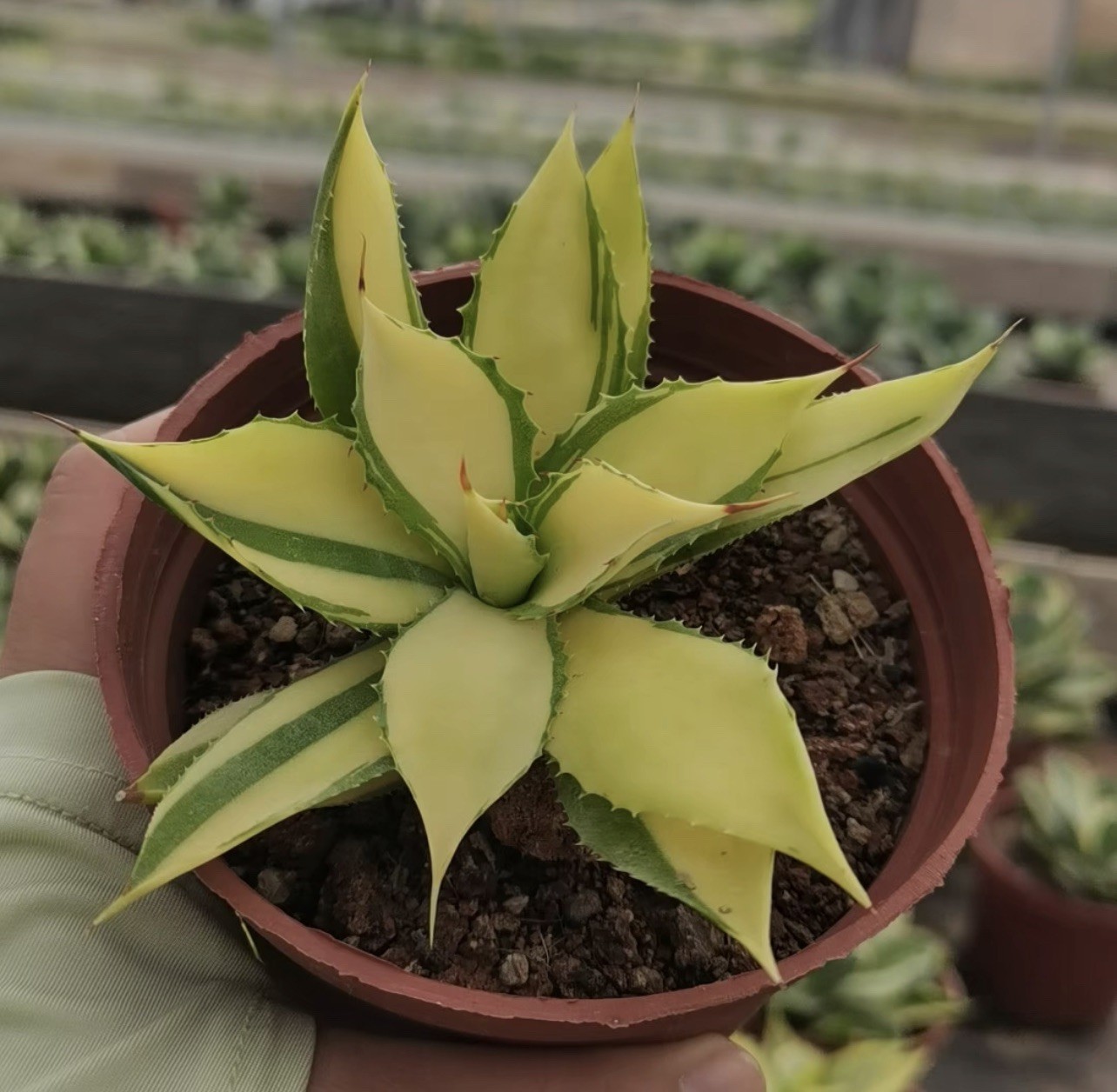 1pcs 7-10cm cactus Succulent Plant agave ovatifolia Home Garden Plants Agave 1pcs 7-10cm cactus Succulent Plant agave ovatifolia Home Garden Plants Agave