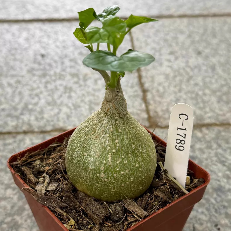 5-6cm 1Pieces Gerrardanthus macrorhizus Caudex Cactis Beautiful Garden Rare