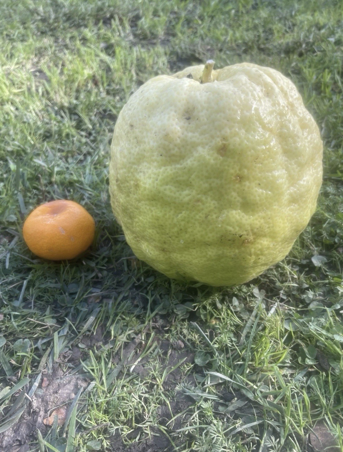 20 Seeds Giant Lemon Fruit Ponderosa The Largest Lemon For Planting 20 Seeds Giant Lemon Fruit Ponderosa The Largest Lemon For Planting