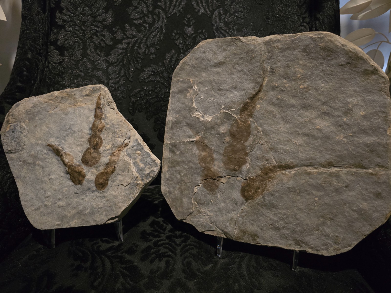 Grallator Variabilis Dinosaur Footprint Track Fossil Positive & Negative Set